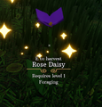 Rose Daisy